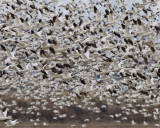 Snow and Ross Geese