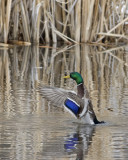 Mallard duck