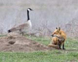 Goose and Fox