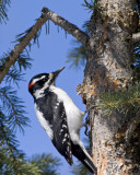 Hairy Woodpecker