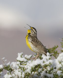 Meadowlark