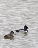 Ring-billed Ducks