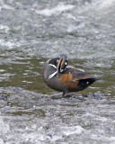 Harlequin Duck