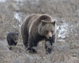 Grizzly and cub