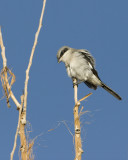 Loggerhead Shrike