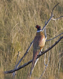 Ringneck Pheasant