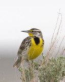 Meadowlark