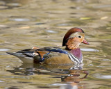 Mandarin duck