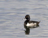 Ring-necked Duck