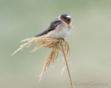 Cliff Swallow