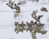 Green winged teal