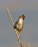 Marsh Wren