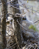 Great horned Owl  youngsters