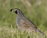 California Quail