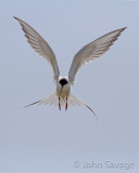Foresters Tern