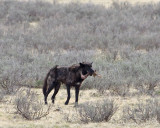 Wolf with leftovers from bison calf