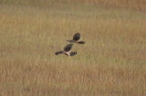 Northern Harriers playing
