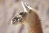 guanaco