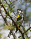 paruline  croupion jaune - yellow-rumped warbler