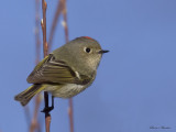 roitelet  couronne rubis - ruby-crowned kinglet
