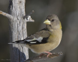 gros bec errant - evening grosbeak