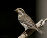 roselin pourpr -  purple finch