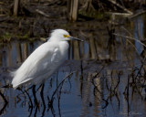 aigrette neigeuse - snowy egret