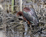 ibis falcinelle - glossy ibis
