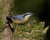 sittelle  poitrine rousse - red-breasted nuthatch
