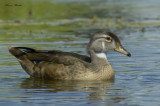 canard branchu - wood duck 