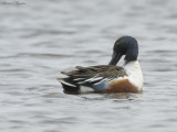 canard souchet - northern shoveler