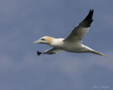 fou de bassan - northern gannet