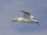 fou de bassan - northern gannet 