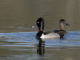 fuligulle  collier - ring necked duck