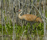 grue du canada - sandhill crane