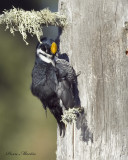 pic  dos noir - black backed woodpecker 