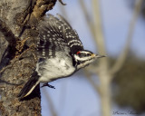 pic chevelu - hairy woodpecker