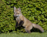 renard roux - red fox