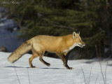 renard roux - red fox 