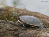 tortue peinte - painted turtle