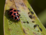 coccinle macule 