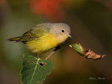 paruline  joues grises - nashville warbler