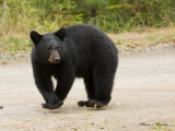 ours noir - black bear 