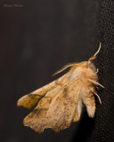 Arpenteuse noue - Maple Spanworm Moth - Ennomos magnaria (6797)