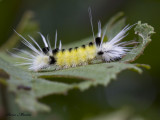 Yellow-Spotted tussock Moth 