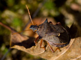 punaise pineuse - thorny stink bug