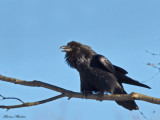 grand corbeau -  common raven