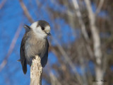 msangeai - gray jay