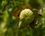 Sarracnie pourpre - Sarracenia purpurea - Northern pitcher plant