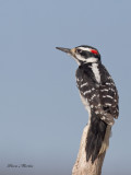 pic chevelu - hairy woodpecker